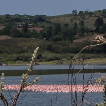 Flamingos on Big Momella Lake